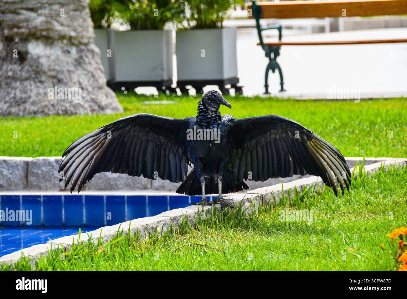 Schwarzer Geier (Coragyps atratus, buitre) mit Flügeln, die sich im Park ausbreiten. Wildtierfotografie eines Schnitzelvogels in einer städtischen Umgebung. Stockfoto