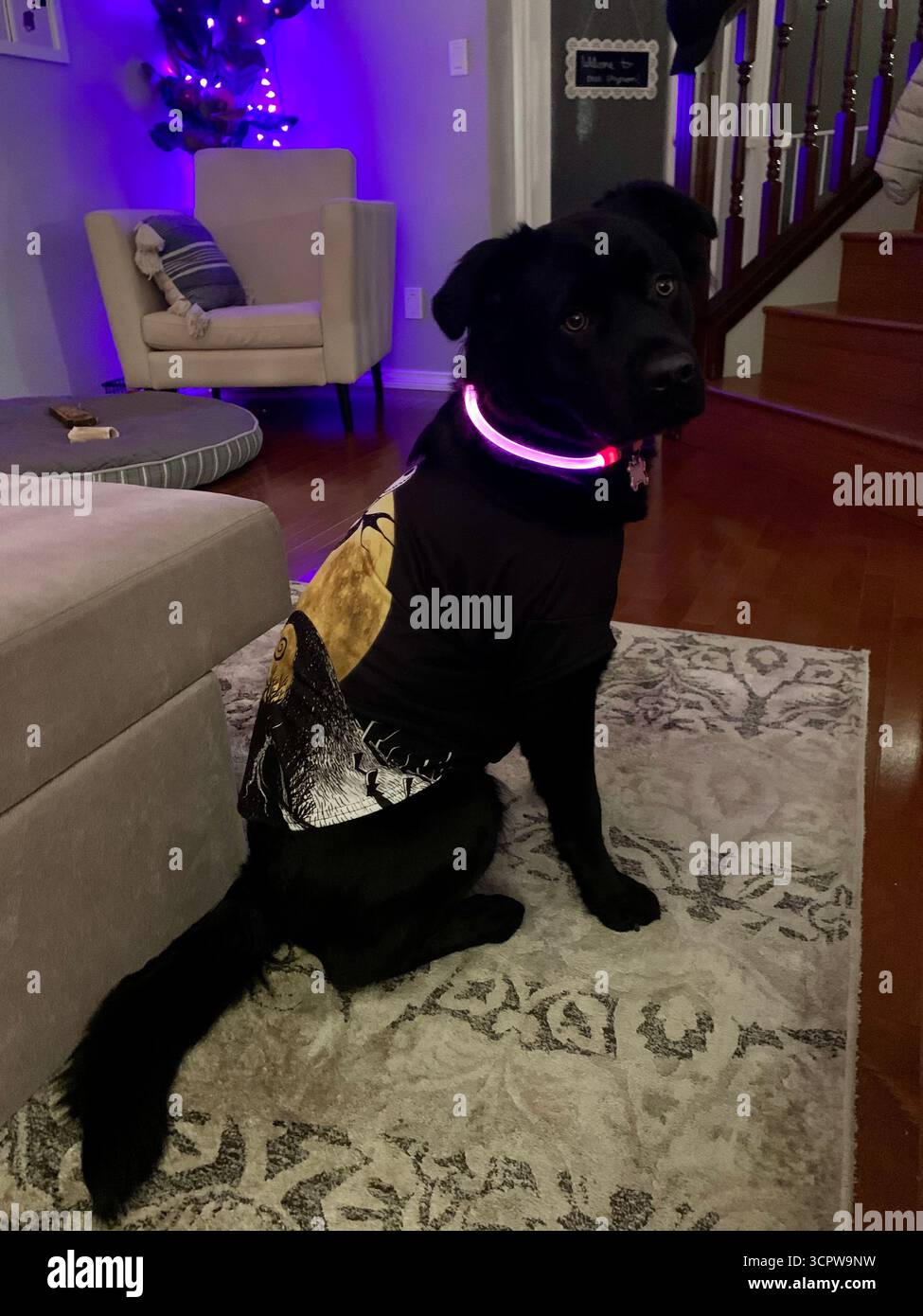 Black Labrador in Nightmare Before Christmas Jack Skellington Kostüm mit leuchtendem lila Kragen, posiert in gemütlichem Wohnzimmer mit Halloween Dekor. - Smartphone-aufgenommenes Stockfoto