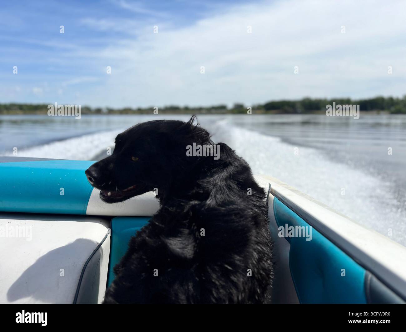„Ein schwarzer Hund mit windgepeitschtem Pelz genießt an einem sonnigen, blauen Himmel eine Hochgeschwindigkeitsbootfahrt und blickt intensiv über das offene Wasser.“ - Smartphone-aufgenommenes Stockfoto