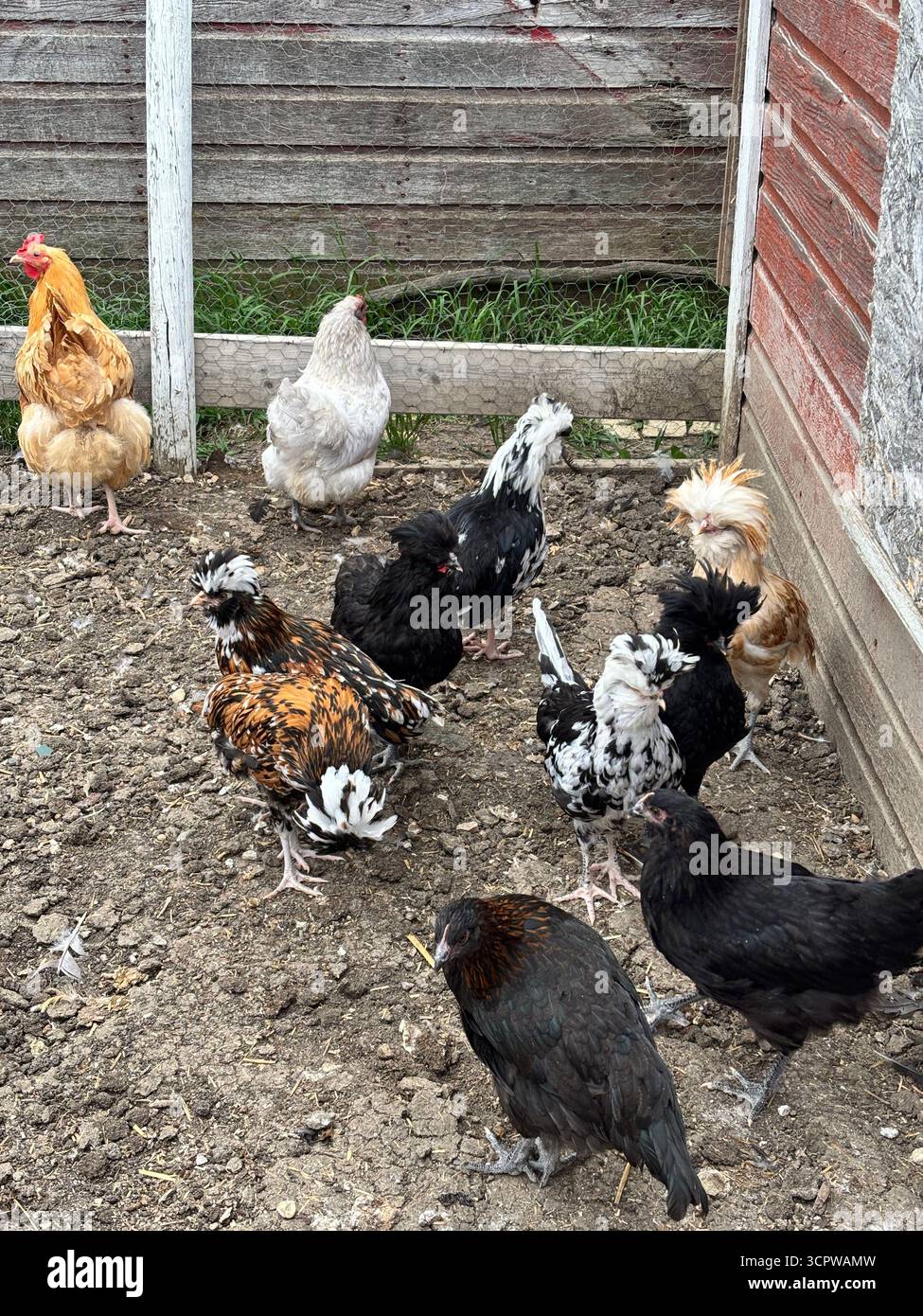Verschiedene Hühner in einem rustikalen Bauernhof. Stockfoto