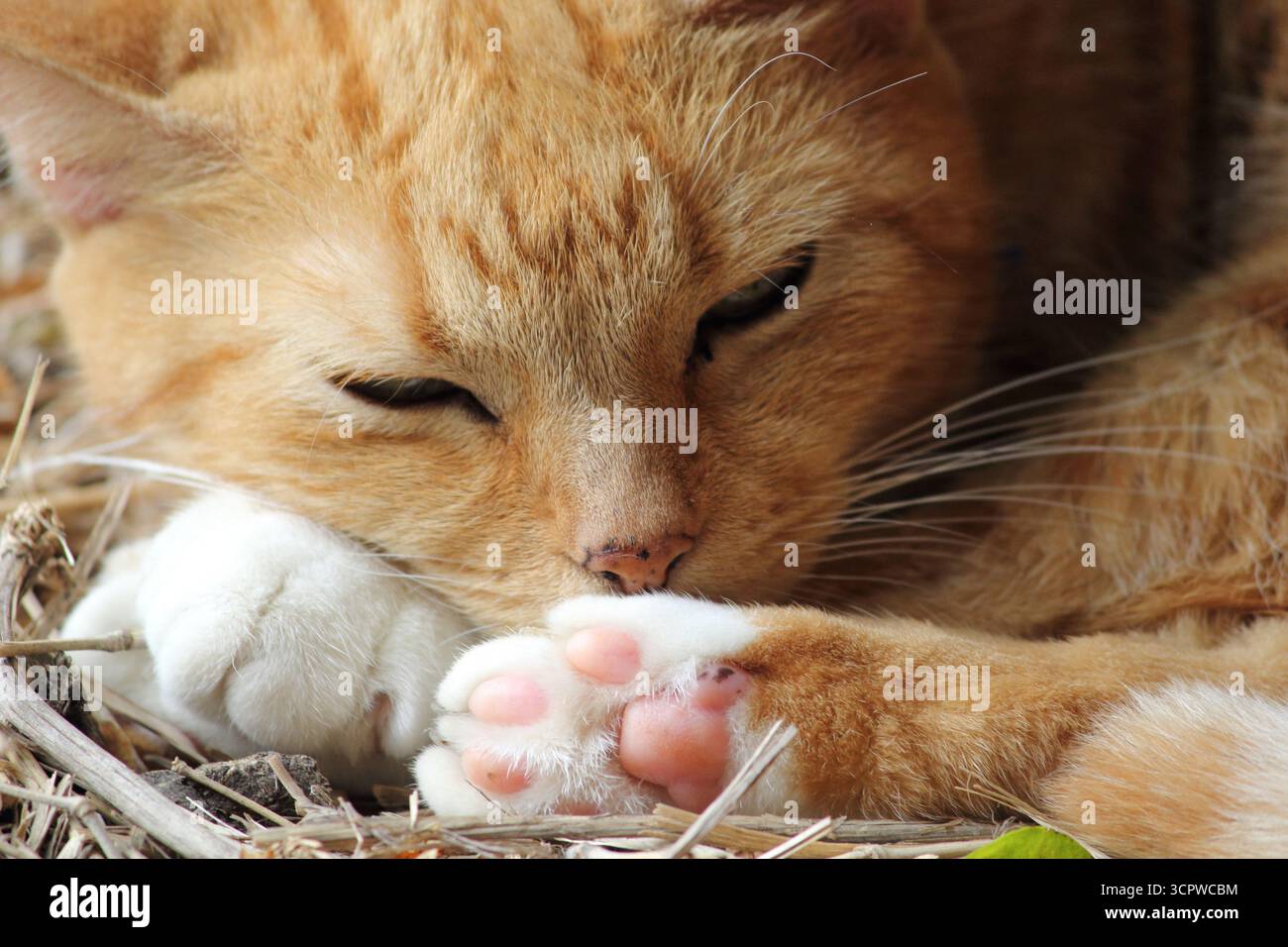 Nahaufnahme einer roten Katze, die schläft Stockfoto