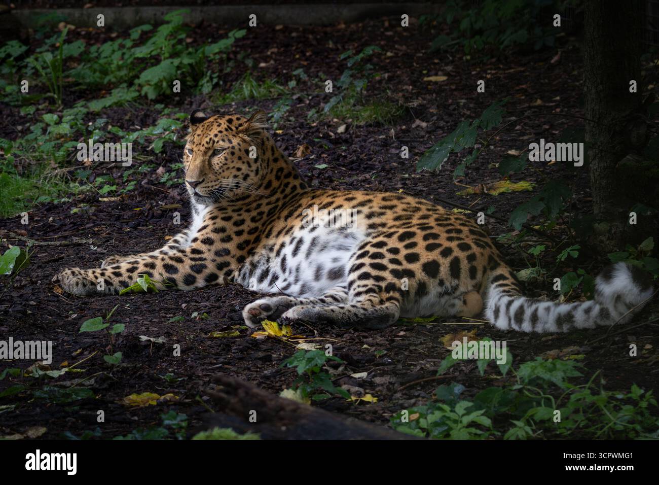 Fernöstlicher Leopard ist ein fleischfressendes Säugetier der Familie Felidae, eine der Unterarten des Leoparden. Stockfoto
