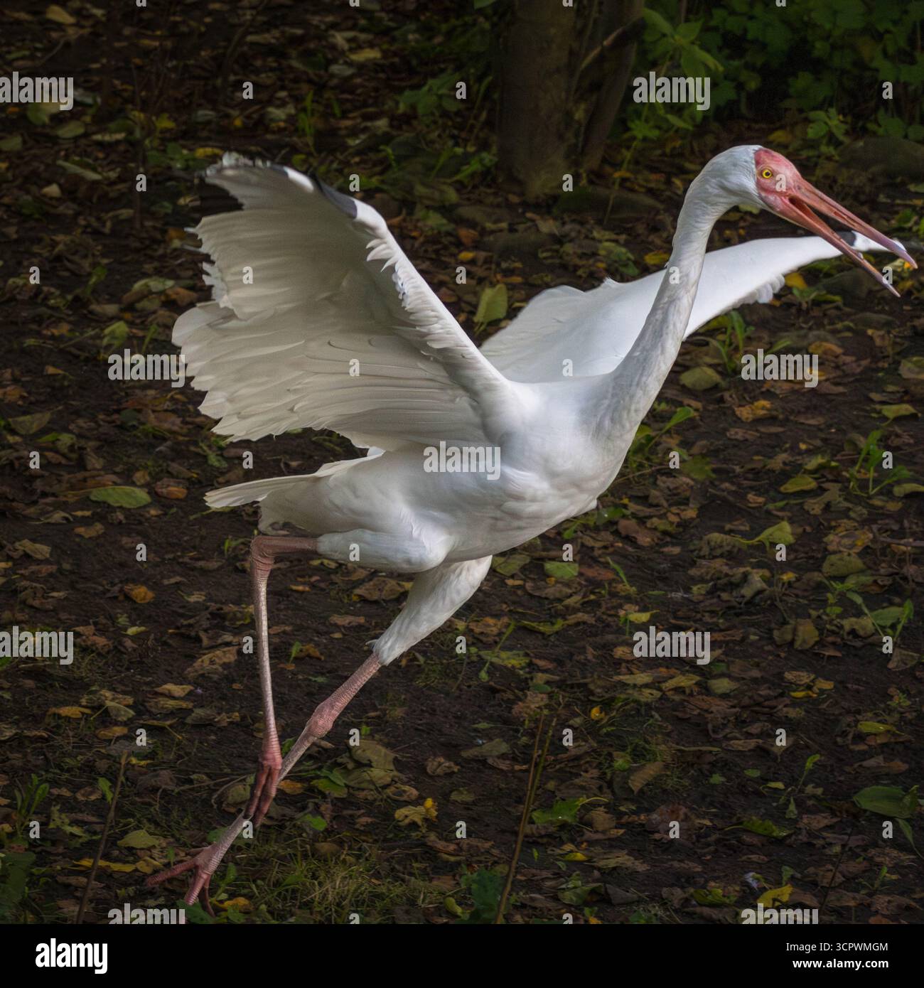 Sibirischer Kranich (Grus Leucogeranus), auch bekannt als der Schnee-Kran. Tierwelt Tier. Stockfoto