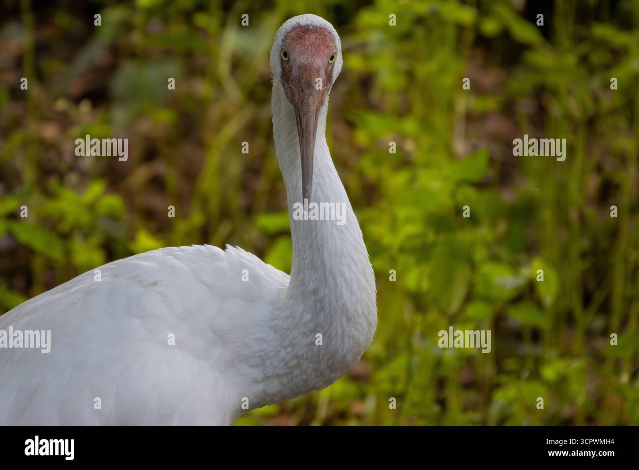 Sibirischen Kranich (Grus leucogeranus), auch als Snow crane bekannt. Stockfoto