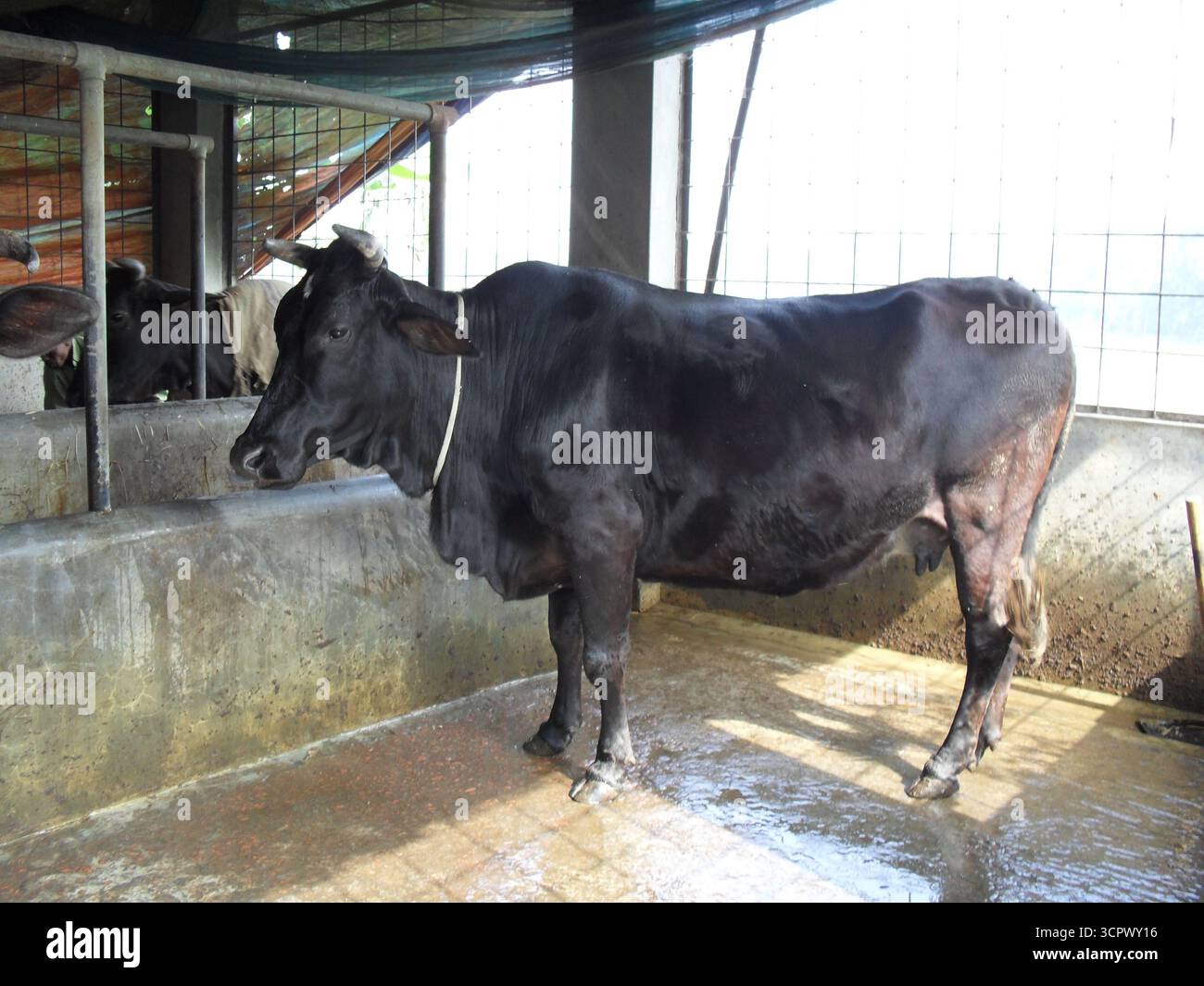 Black Cow (Schwarze Kuh) – Tierfotografie Auf Dem Bauernhof Stockfoto