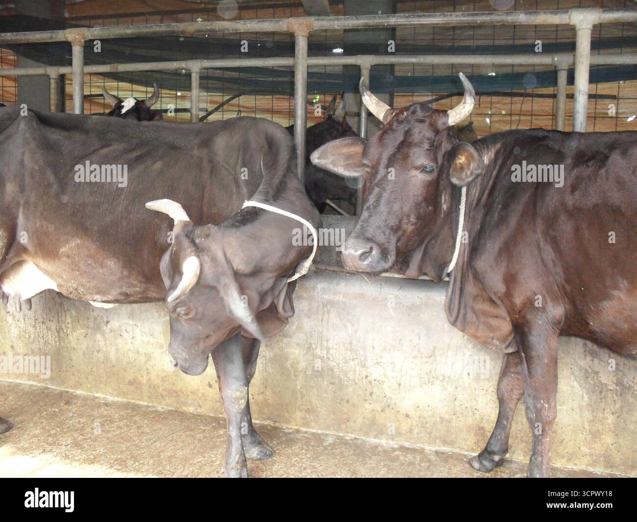 Black Cow (Schwarze Kuh) – Tierfotografie Auf Dem Bauernhof Stockfoto