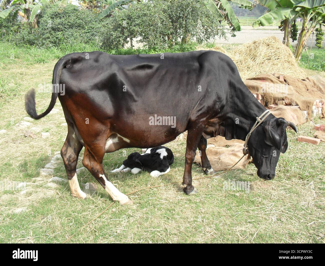 Black Cow (Schwarze Kuh) – Tierfotografie Auf Dem Bauernhof Stockfoto