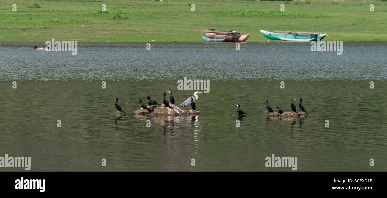 Wildtiere und das lokale Leben treffen sich auf einem ruhigen See Sri Lankas mit eleganten Kormoranen und einem lebhaften Fischerboot Stockfoto