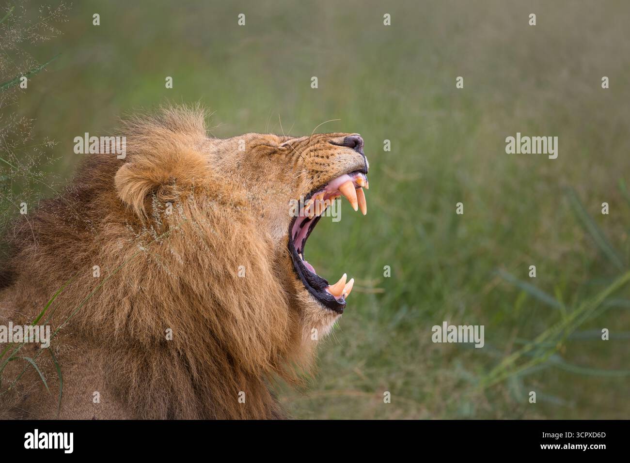 Ein männlicher Löwe brüllt und zeigt seine Zähne, Skukuza Rastlager, Kruger Park, Südafrika. Stockfoto