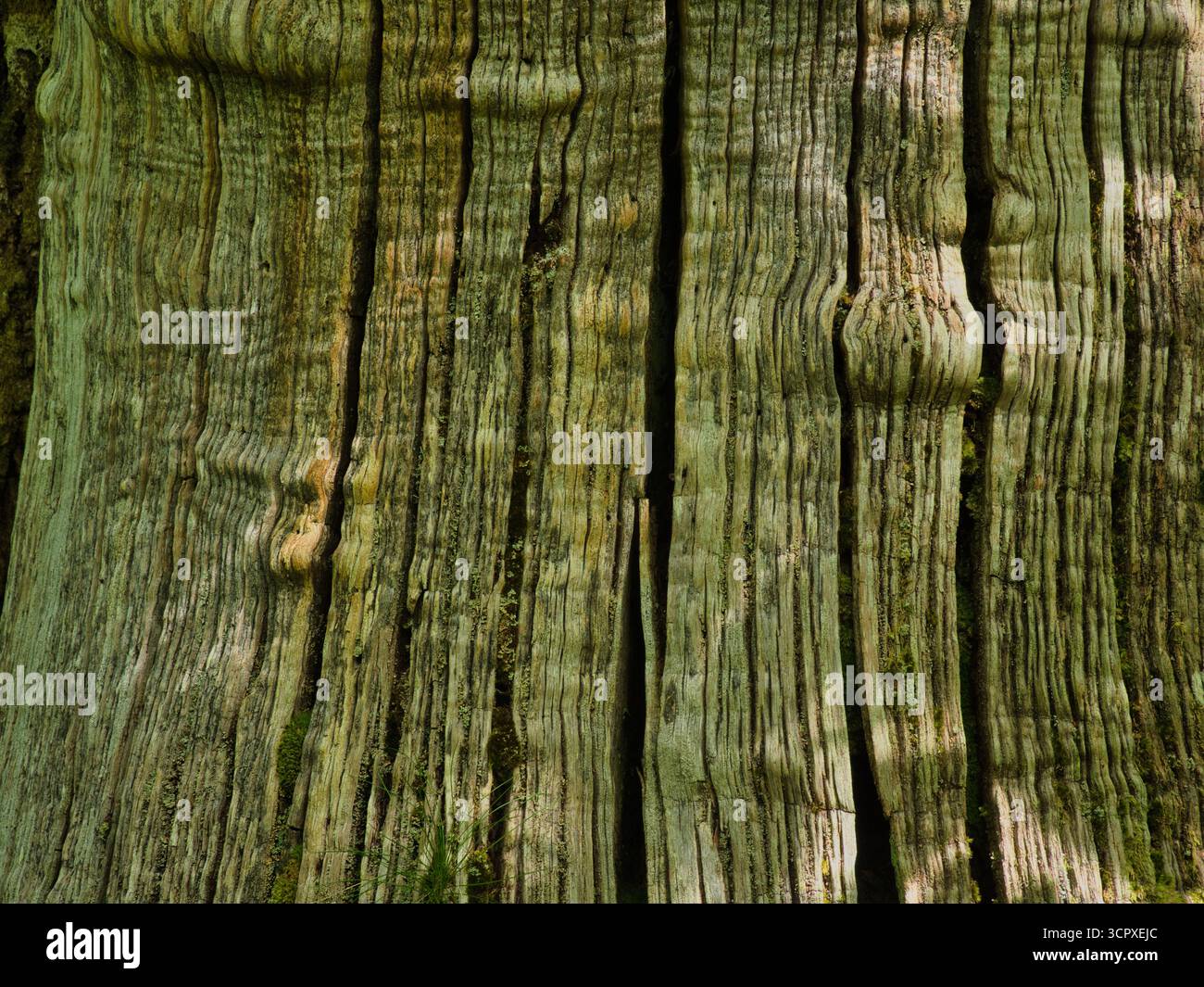 Detaillierte vertikale Textur der alten Baumrinde – Nahaufnahme und vertikale Aufnahme mit Fokus auf die raue, tief gefurchte Rinde eines alten Baumstamms, Showcasi Stockfoto