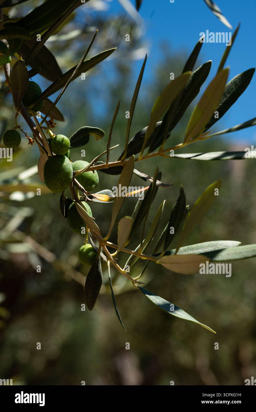 Bltter himmel olive -Fotos und -Bildmaterial in hoher Auflsung  Alamy