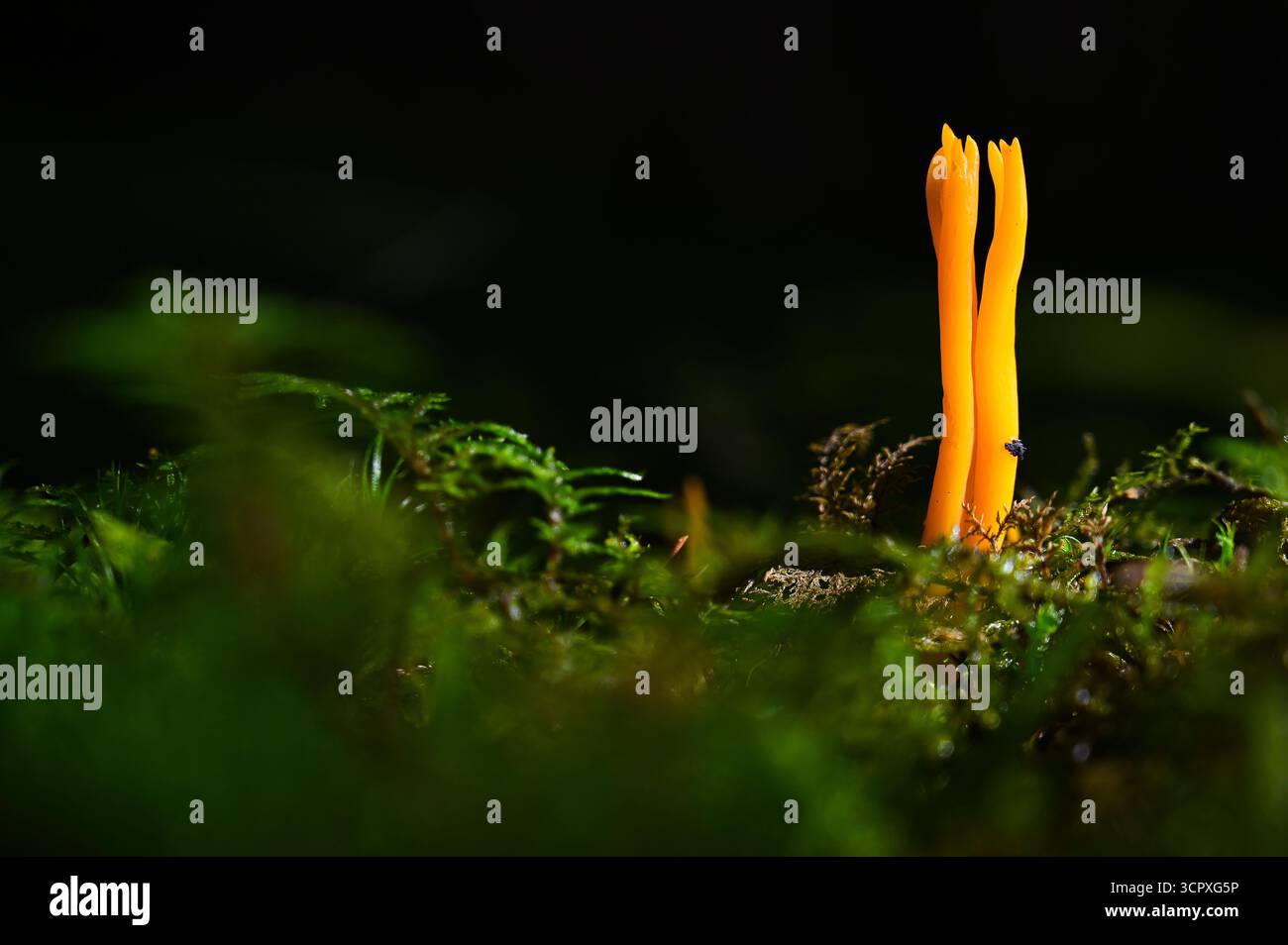 Orangenpilz auf dem Waldboden im Herbst in der Nähe von moosigem Holz, bekannt als Orangenziegenbart oder Klebriges Horn des Plenty (Calocera viscosa), Stockfoto