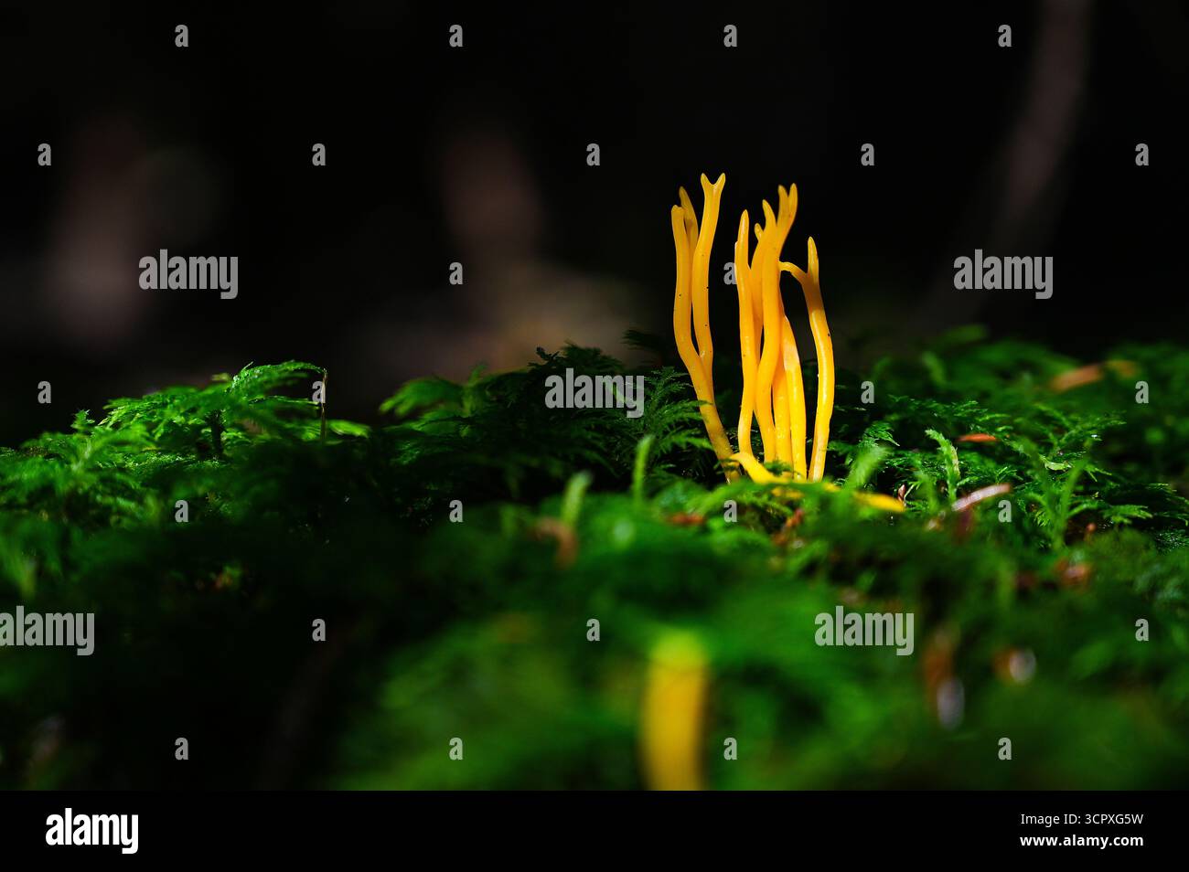 Orangenpilz auf dem Waldboden im Herbst in der Nähe von moosigem Holz, bekannt als Orangenziegenbart oder Klebriges Horn des Plenty (Calocera viscosa), Stockfoto