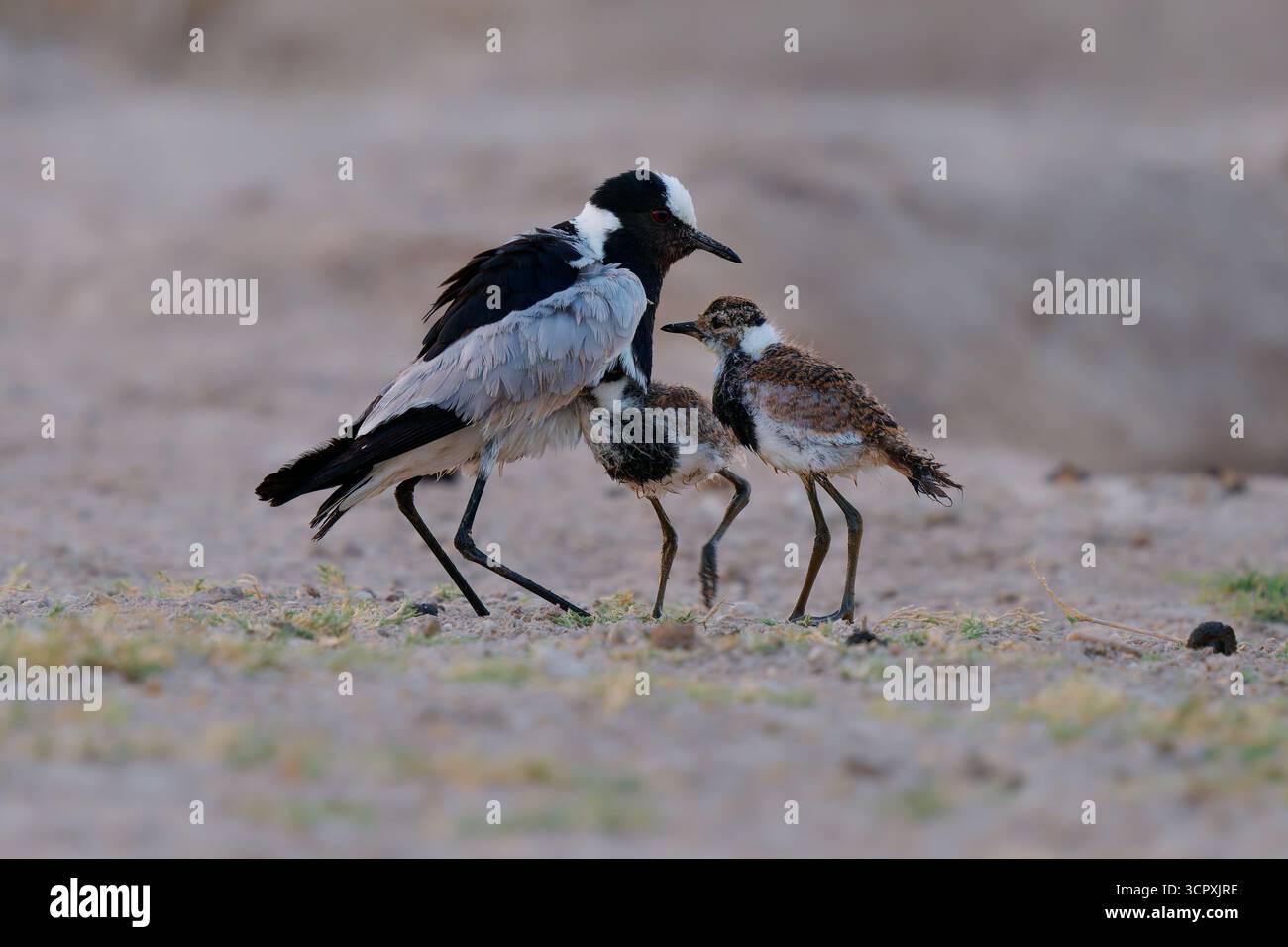 Schmied Kiebitz oder Schmied Pfrover - Vanellus armatus ist schwarz-weiß und grau Vogel häufig von Kenia durch Zentral-Tansania nach Süd-A Stockfoto