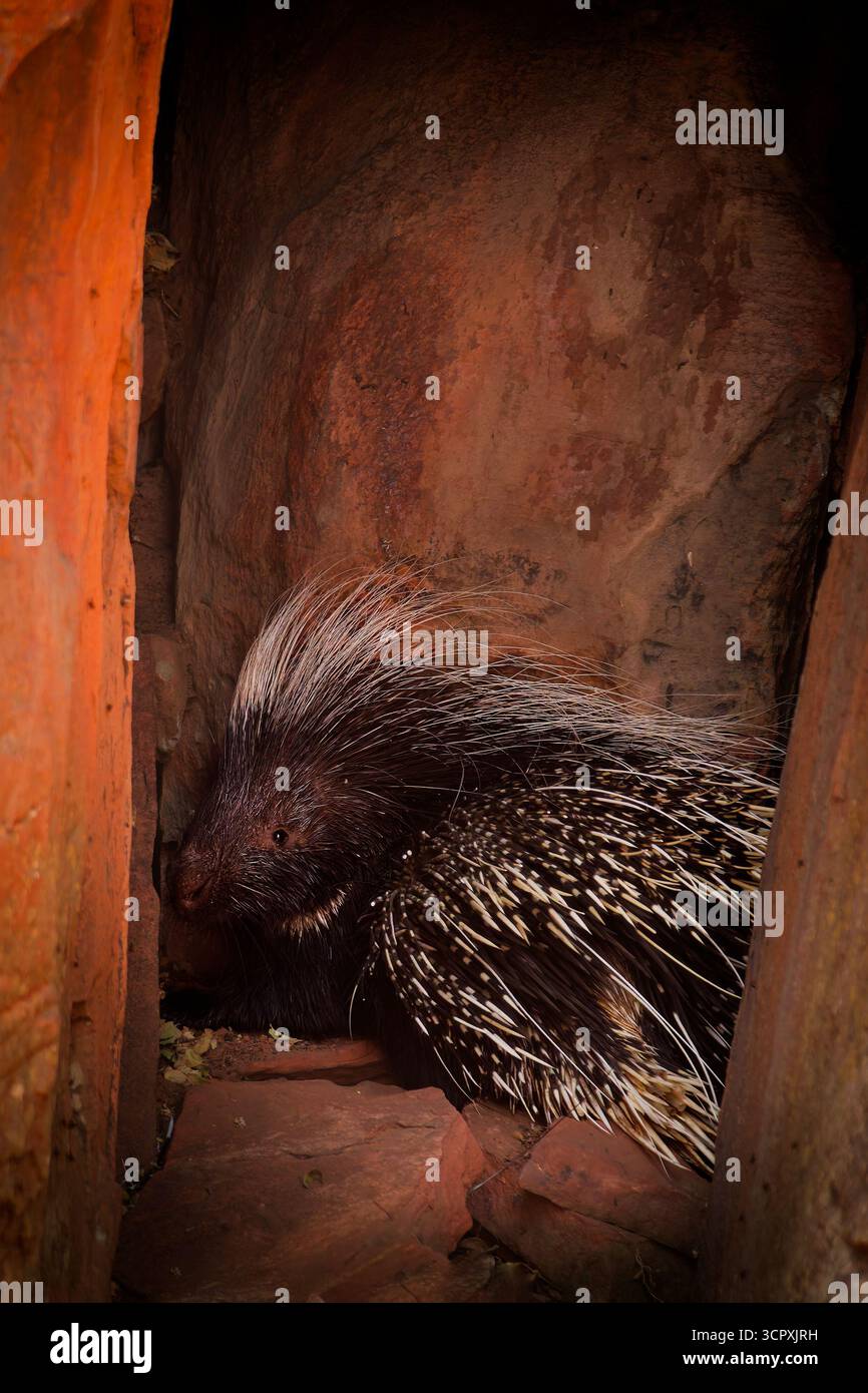 Kap-Stachelschwein Hystrix africaeaustralis oder Kap- oder Südafrikanisches Stachelschwein, heimisch in Mittel- und Südafrika, größtes Nagetier in Afrika, c Stockfoto
