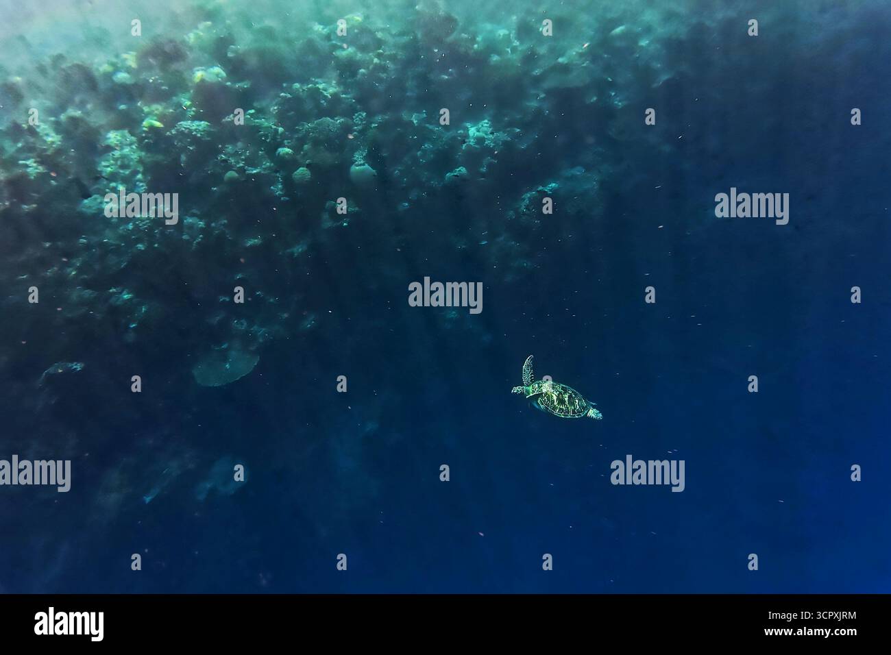 Grüne Meeresschildkröte Chelonia mydas auch schwarze (Meer-)Schildkröte oder pazifische grüne Schildkröte, Meeresschildkröte in Cheloniidae. Erwachsene riesige Schildkröten schwimmen unter dem Wasser Stockfoto