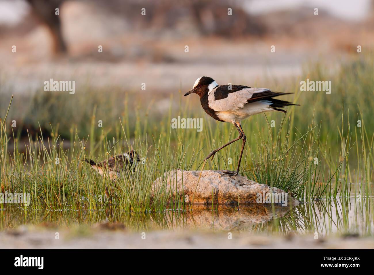 Schmied Kiebitz oder Schmied Pfrover - Vanellus armatus ist schwarz-weiß und grau Vogel häufig von Kenia durch Zentral-Tansania nach Süd-A Stockfoto