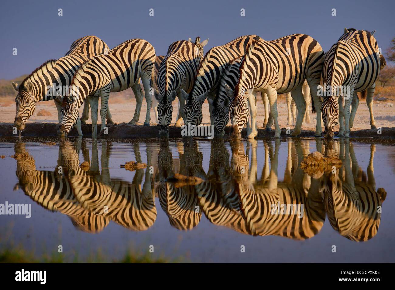 Ebene Zebra - Equus quagga früher Equus burchellii, auch gemeines Zebra, häufigste und weit verbreitete Zebraarten, schwarze und weiße Streifen in sava Stockfoto