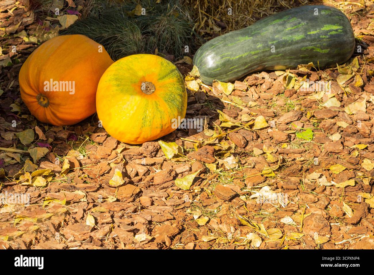 Drei Kürbisse: Orange, gelb und grün, auf Baumrinde auf dem Boden. Stockfoto