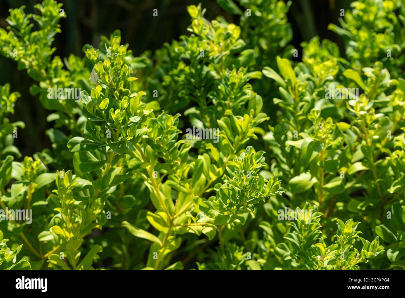 Nahaufnahme von leuchtend grünen Buchsbaumsträuchern, mit dicht gepackten Blättern und beleuchtet durch Sonnenlicht. Einige schattierte Bereiche fügen Tiefe hinzu. Stockfoto