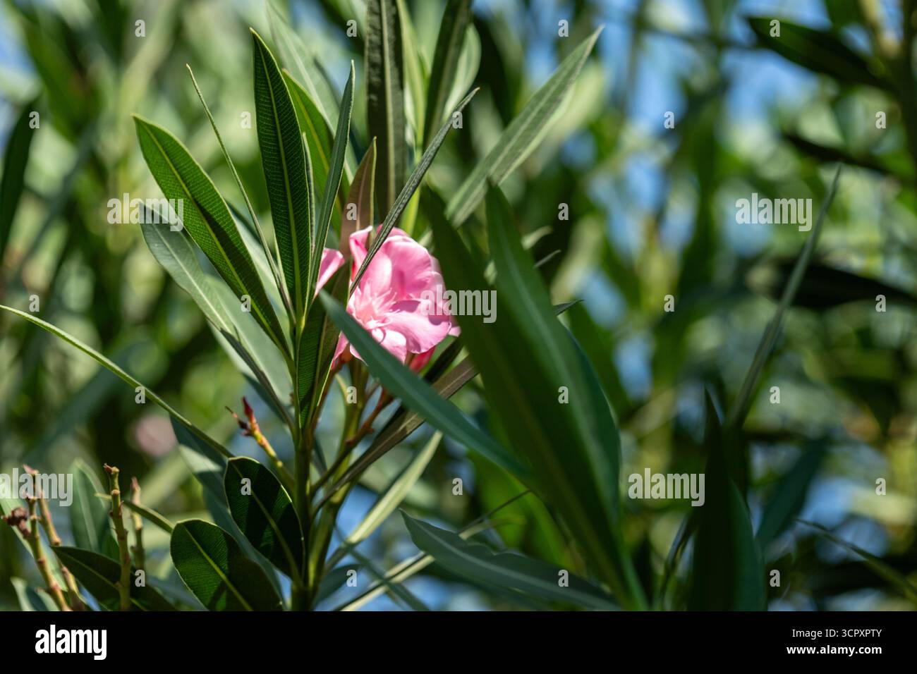 Nahaufnahme einer rosa Blume zwischen grünen, schlanken Blättern. Unscharfer Hintergrund mit blauem Himmel. Stockfoto