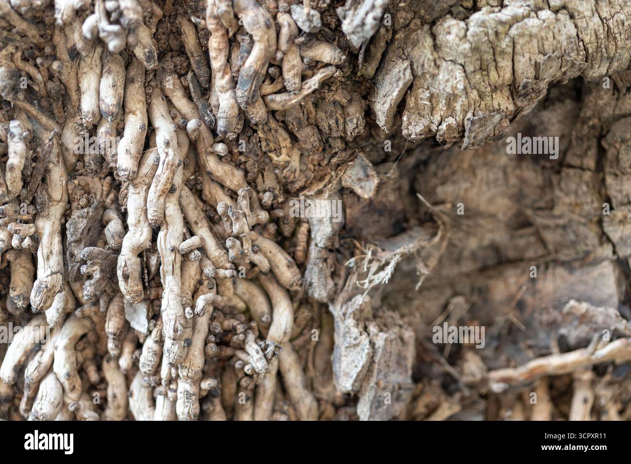 Nahaufnahme von Baumwurzeln und rauer, gerissener Rinde. Neutrale, erdige Töne dominieren das Bild. Stockfoto