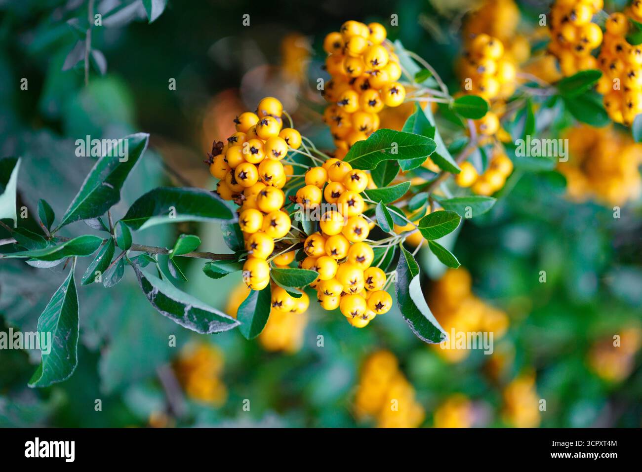 Gruppen hellgelber Beeren und grüner Blätter stehen vor einem unscharfen, tiefgrünen Hintergrund mit Bokeh-Effekten im Fokus. Stockfoto