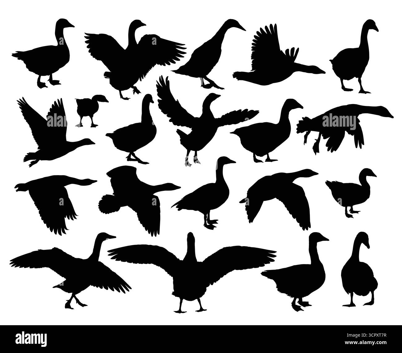 Die Silhouetten von Gänsen. Stock Vektor