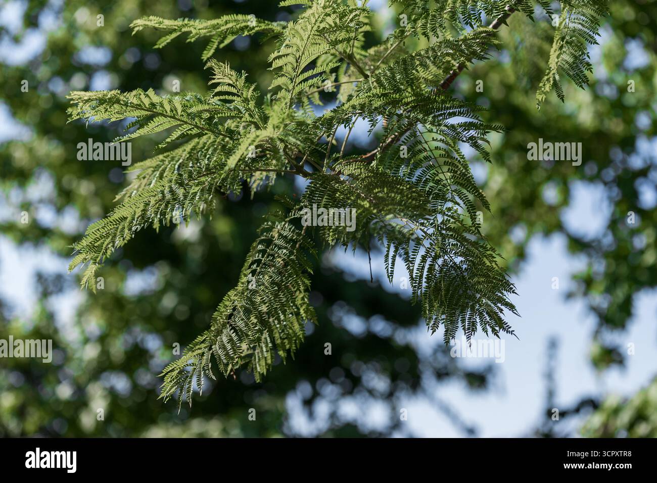 Grüne farnähnliche Blätter auf einem Zweig sind im scharfen Fokus vor einem verschwommenen Hintergrund aus Laub und Himmel. Stockfoto