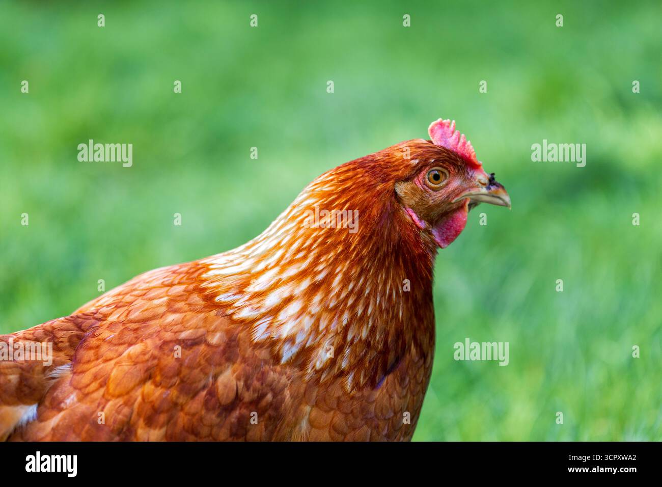 Nahaufnahme eines rötlich-braunen Hühnchens im Profil, mit einem grünen, unscharfen Hintergrund. Der Fokus liegt auf Kopf und Oberkörper. Stockfoto