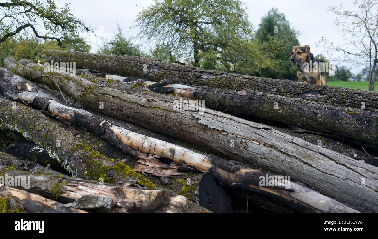 Ein Hund steht auf einem großen Stapel Baumstämme Stockfoto