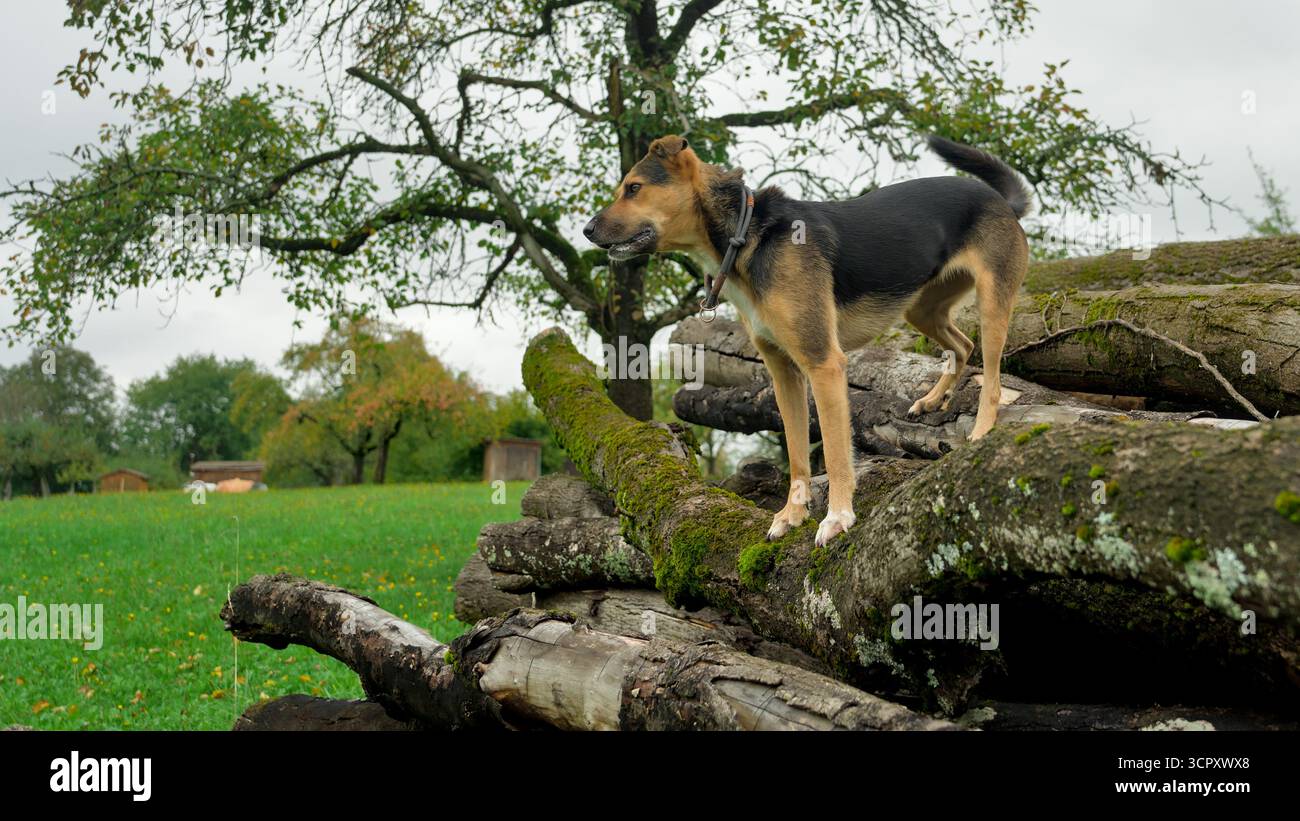 Ein Hund steht auf einem großen Stapel Baumstämme Stockfoto