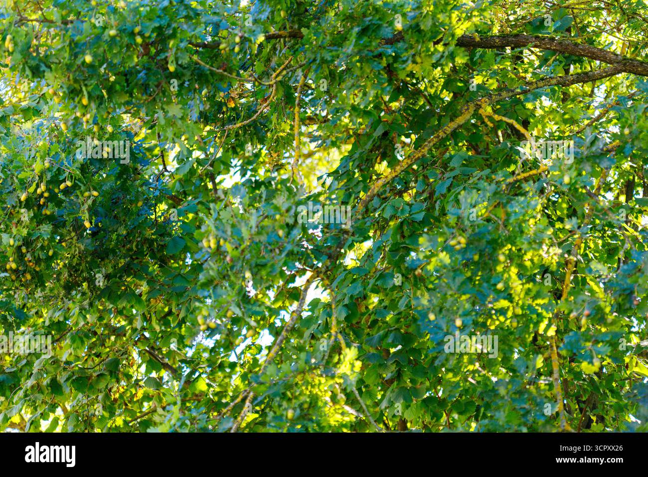Blick auf einen Baum mit grünen Blättern und vielen Eicheln. Überall sichtbare Äste, durch die strahlendes Sonnenlicht hindurchscheint. Stockfoto