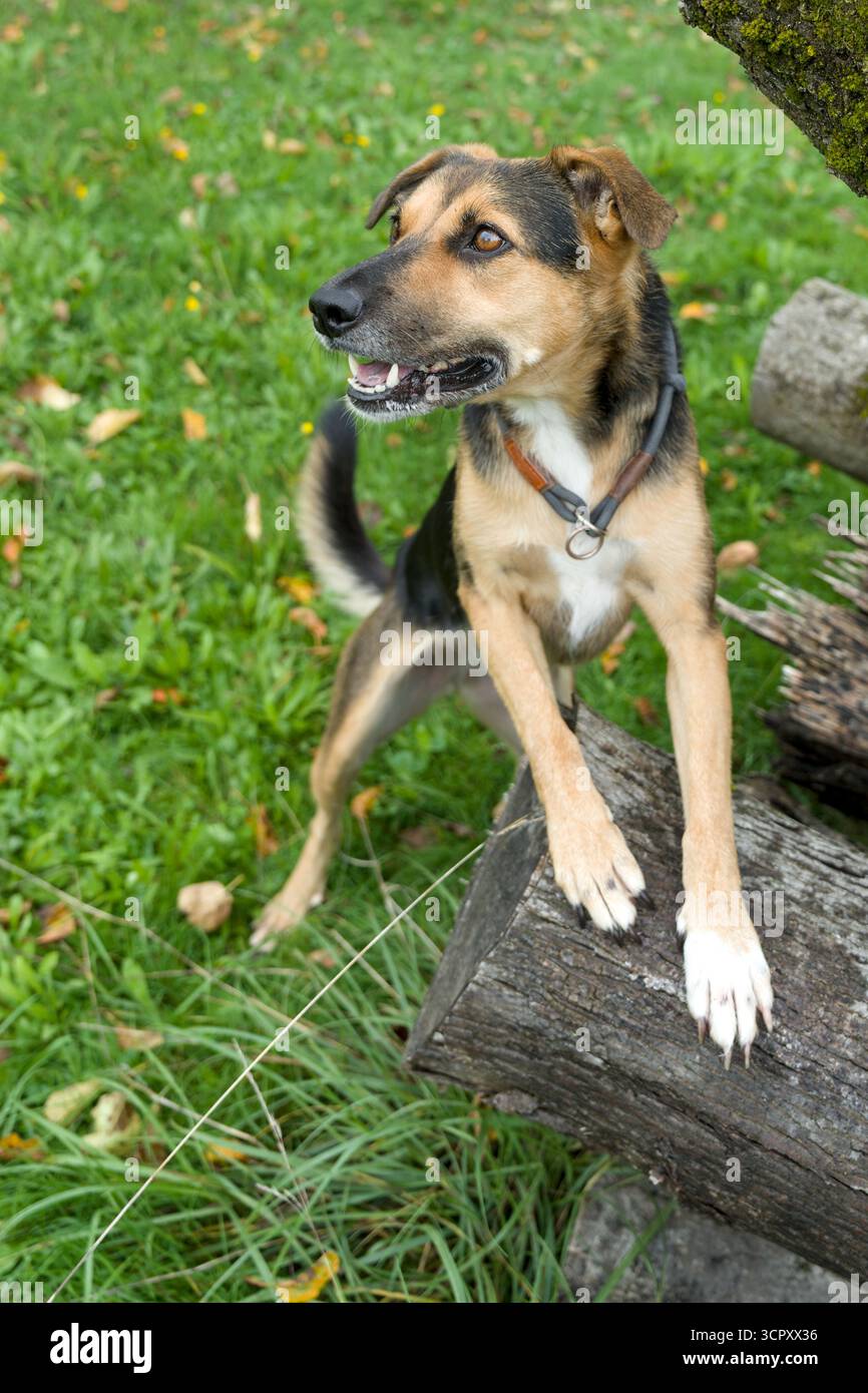 Ein Hund steht auf einem großen Stapel Baumstämme Stockfoto