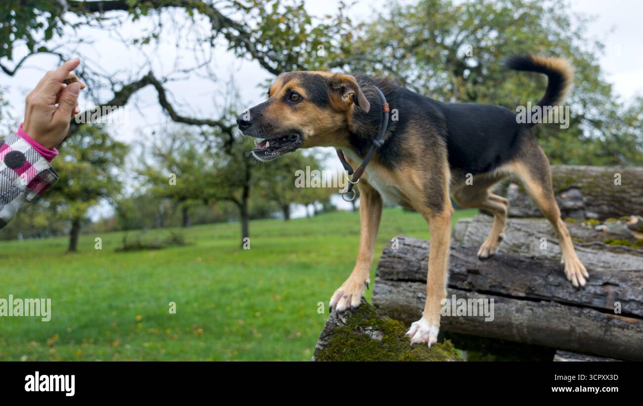 Ein Hund steht auf einem großen Stapel Baumstämme Stockfoto