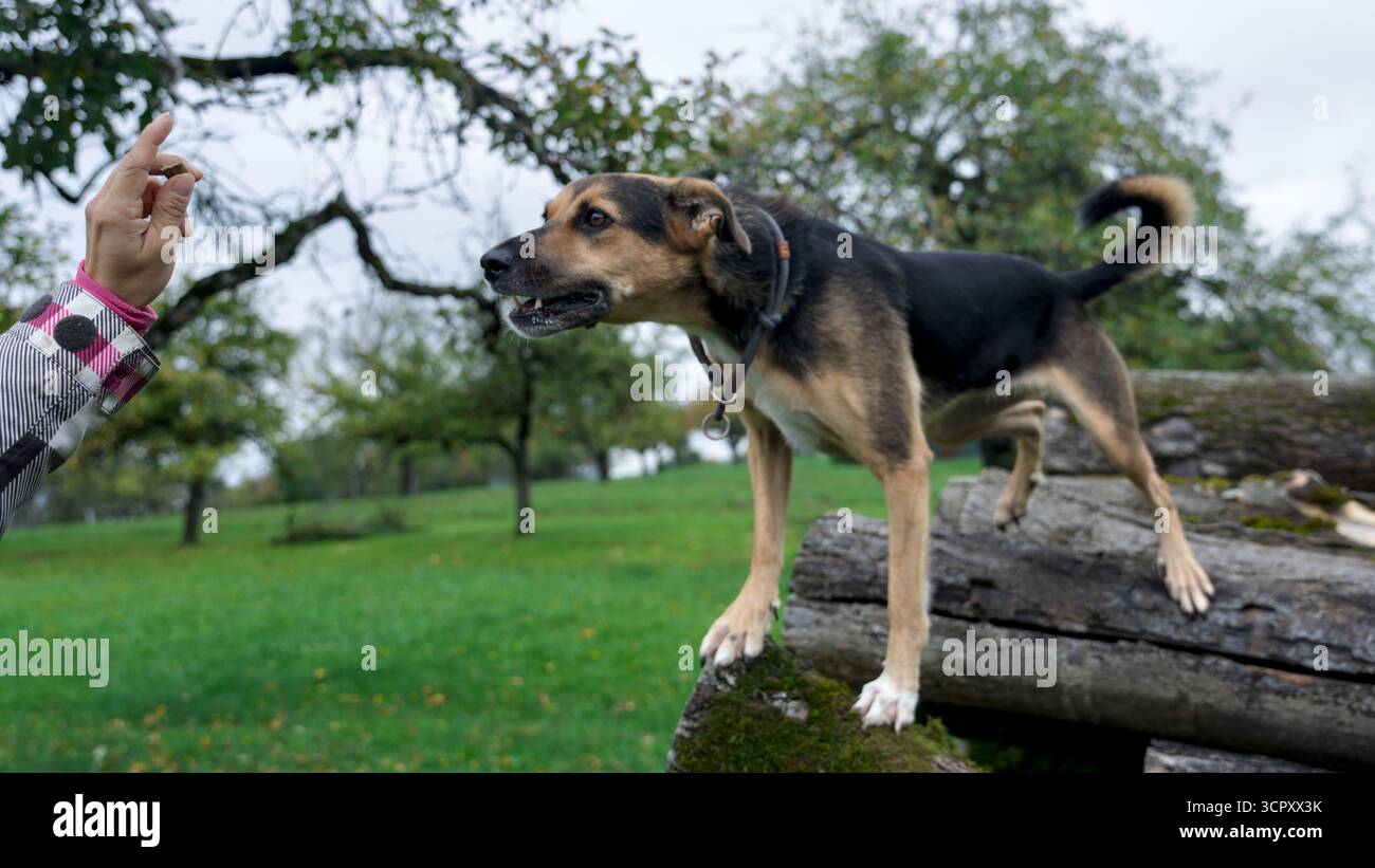 Ein Hund steht auf einem großen Stapel Baumstämme Stockfoto