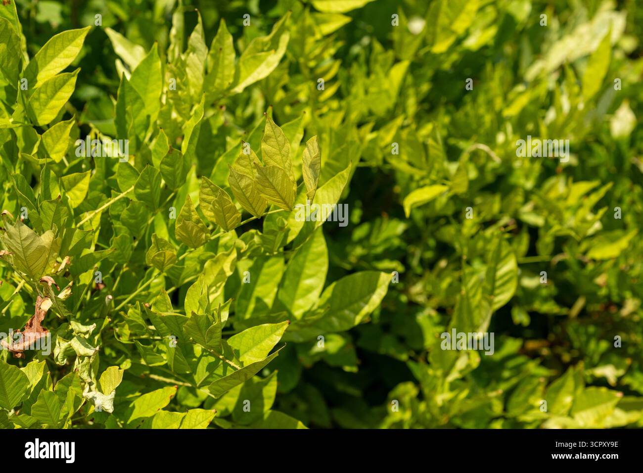 Eine Nahaufnahme von üppigem Grün, mit dicht gepackten Blättern und verschiedenen Grüntönen, die Tiefe und Textur schaffen. Stockfoto
