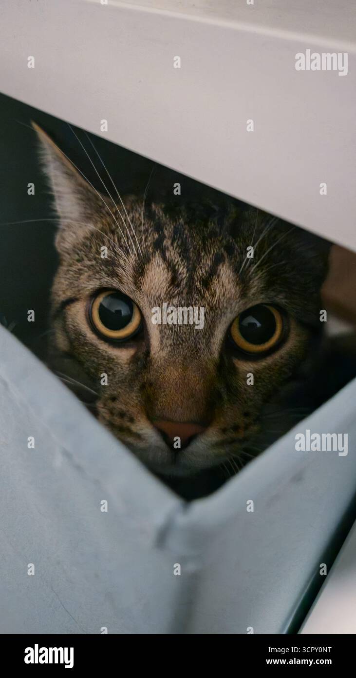 Eine Tabbykatze mit dunklen Streifen und großen runden Augen blickt durch eine dreieckige Öffnung, eingerahmt von einer weißen Oberfläche in einem Innenbereich. Stockfoto