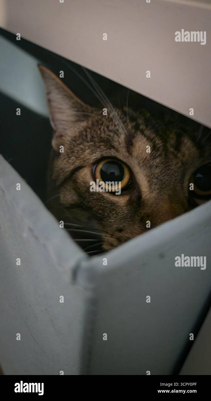 Eine Nahaufnahme einer Tabby-Katze mit gestreiftem Fell und runden Augen, die aus einem grauen Kästchen hervorragen. Die Inneneinrichtung verfügt über eine sanfte Beleuchtung und keine Orientierungspunkte Stockfoto
