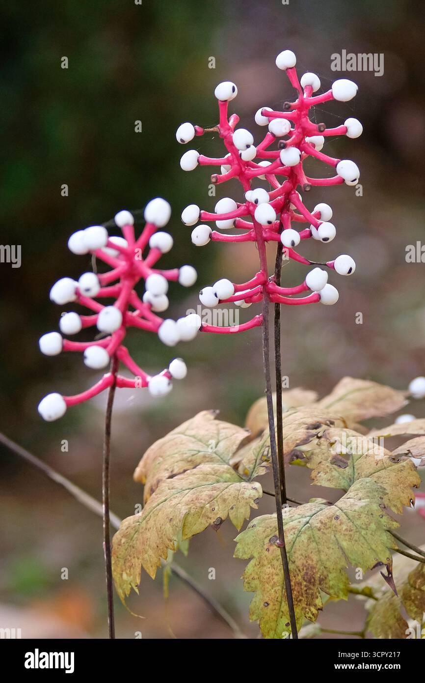 Die weißen Beeren an roten Stielen von Actaea pachypoda, Baneberry „Misty Blue“. Stockfoto