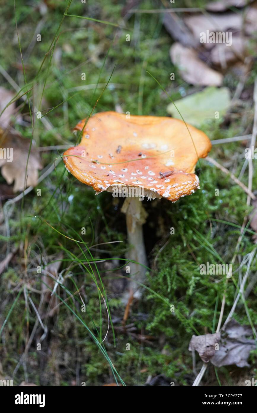 Hellorange Wildpilz wächst auf moosigem Waldboden, Nahaufnahme von Pilzen mit strukturierter Kappe im Waldhabitat. St. Mary, Holmbury, England Stockfoto