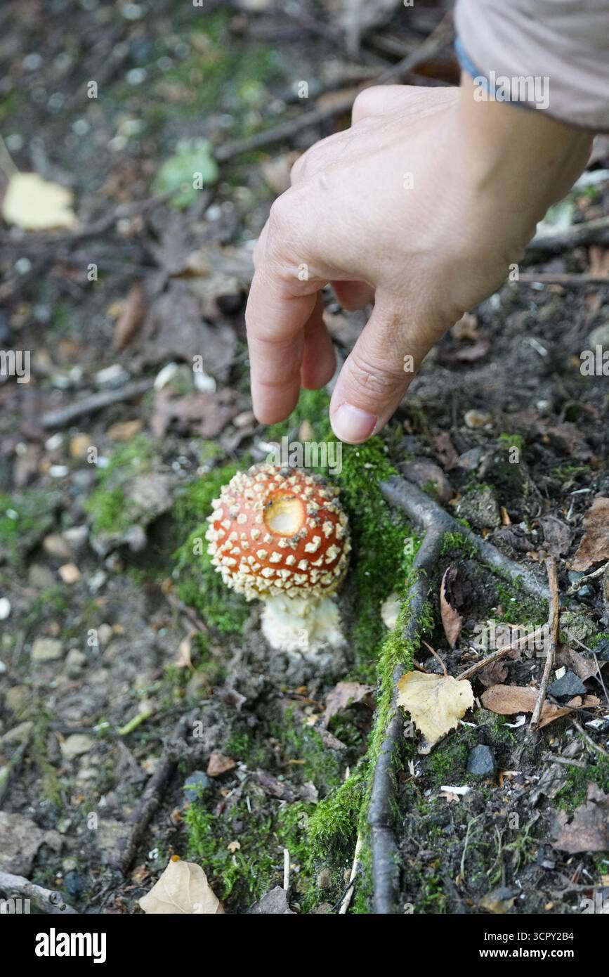 Hand, die sich in Richtung rot gefleckter Wildpilze auf Waldboden streckt, Nahaufnahme von Pilzen im Waldhabitat. St. Mary, Holmbury, England Stockfoto