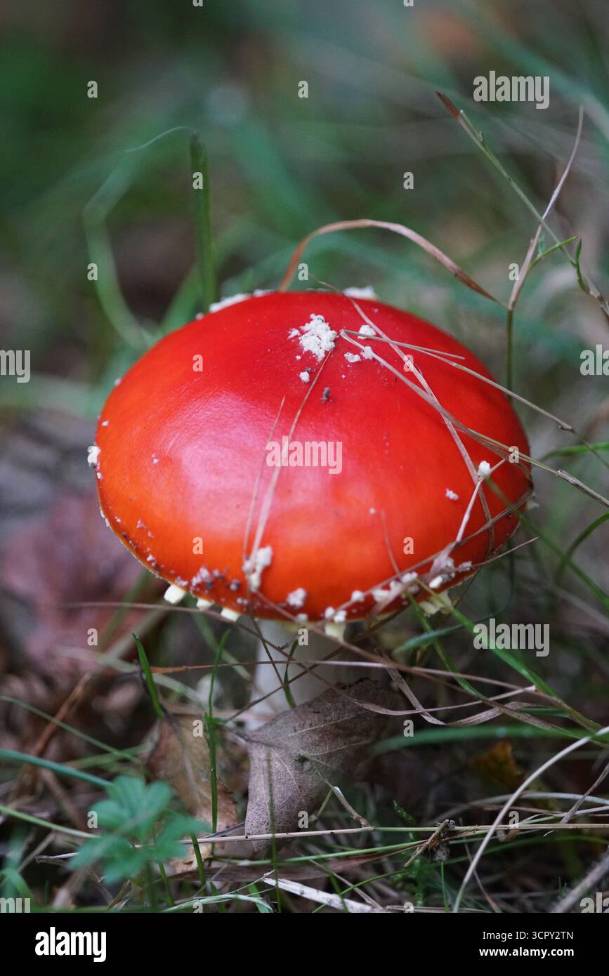 Jungfliege-Pilz mit hellroter glatter Kappe, Amanita muscaria auf Waldboden. St. Mary, Holmbury, England Stockfoto