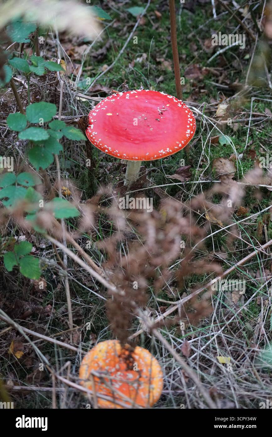 Zwei Fliegenpilze (Amanita muscaria), die in Waldunterholz wachsen. St. Mary, Holmbury, England Stockfoto