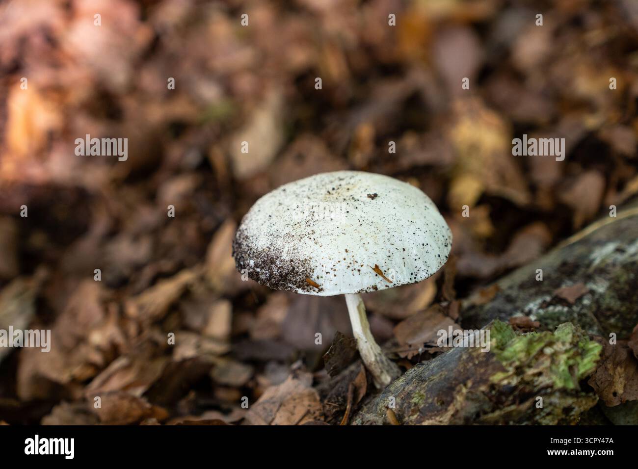 Weißer Pilz, der vom Waldboden zwischen bIrown Blättern wächst, Nahaufnahme Makroaufnahme bei natürlichem Tageslicht. Stockfoto