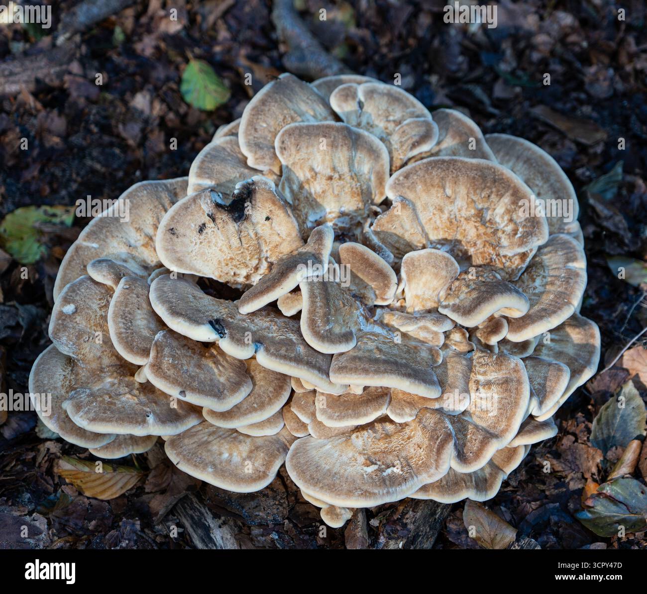 Nahaufnahme einer Gruppe großer brauner Pilze, die auf dem Waldboden zwischen Herbstblättern wachsen. Stockfoto