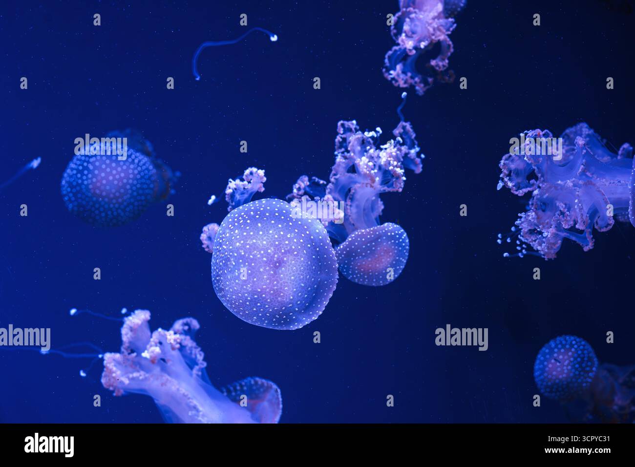 Gruppe von Phyllorhiza punctata oder australischen Fleckquallen, die anmutig im tiefblauen Wasser des Aquariums treiben. Tier, Wasserorganismus, Unterwasser Stockfoto