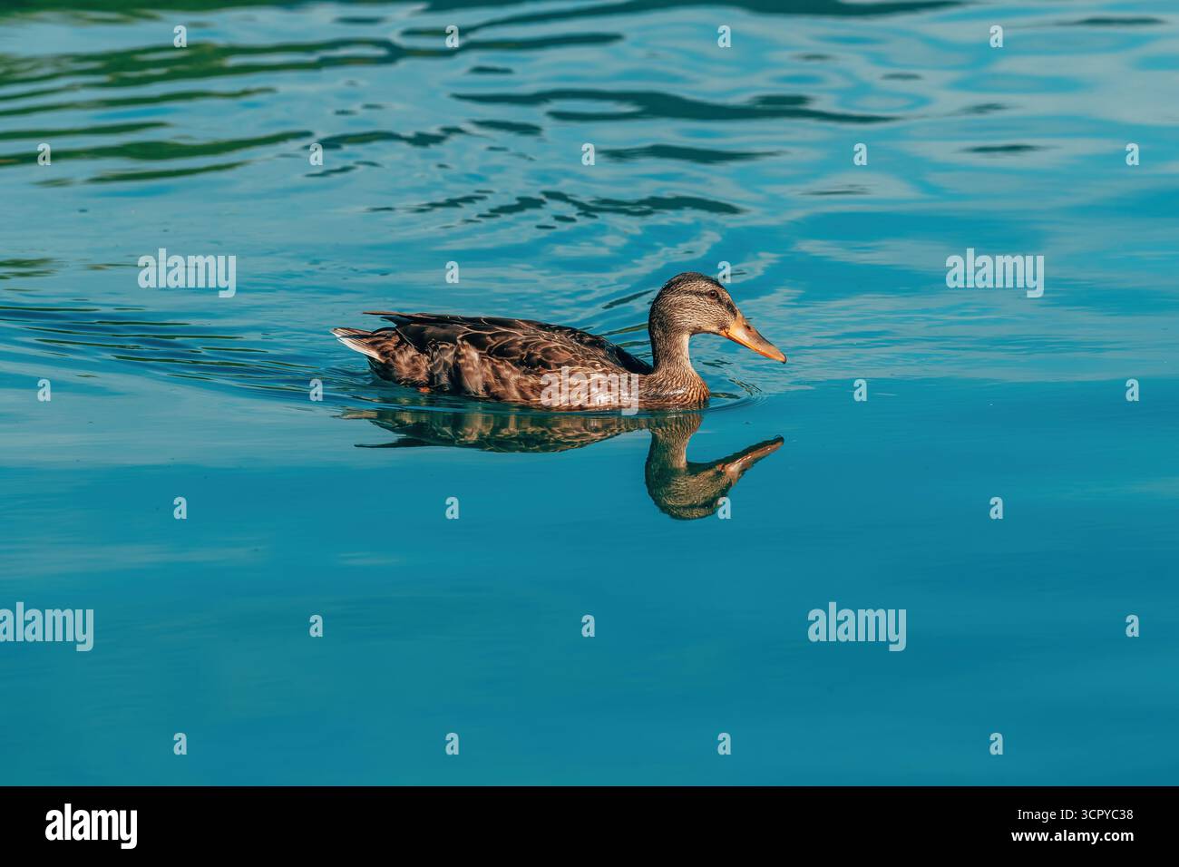 Männliche Stockenten schwimmen friedlich am Bleder See in Slowenien. Selektiver Fokus. Stockfoto