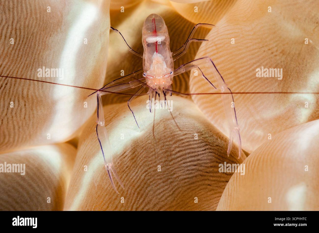Bubble Coral Shrimps, Vir philippinensis, ni Bubble Coral, Plerogyra sinuosa, Tulamben, Bali, Indonesien Stockfoto