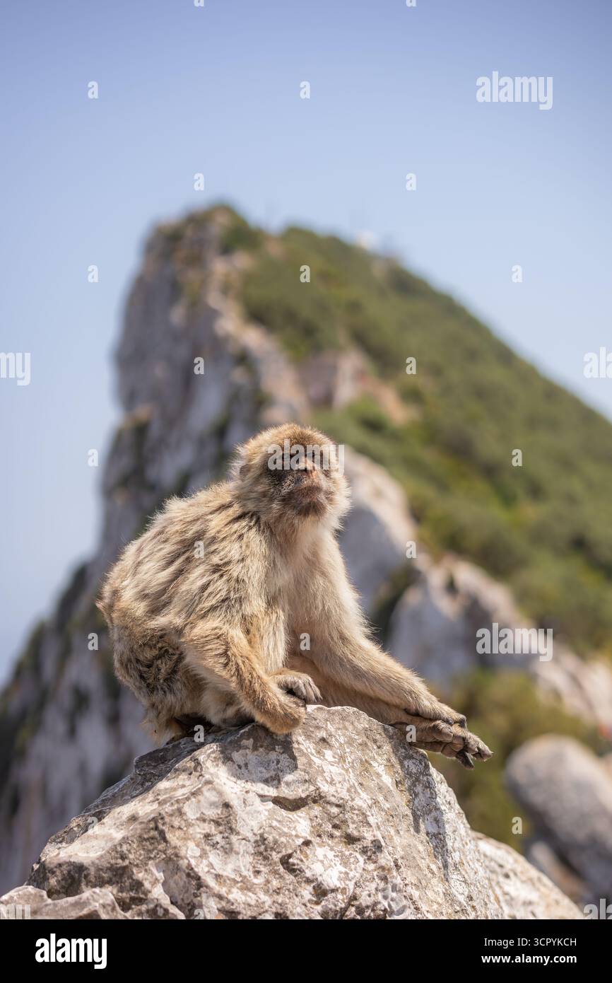 Berbermakaken (Macaca Sylvanus) sitzt auf einer felsigen Oberfläche in Gibraltar. Nahaufnahme des Primaten in seiner natürlichen Umgebung im Freien. Stockfoto